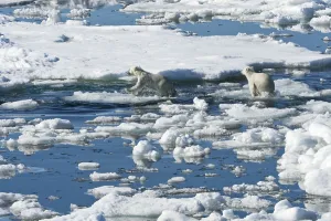 Polar bear (Thalassarctos maritimus) cubs