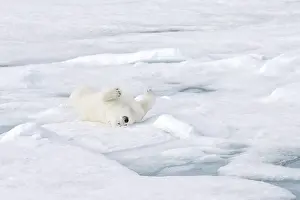 Polar Bear (Ursus maritimus) adult lying on its back on pack ice