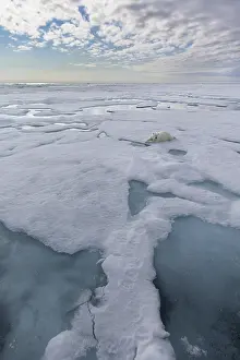 Polar Bear (Ursus maritimus) adult lying on pack ice