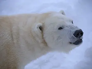 Polar bear (Ursus maritimus) (C)
