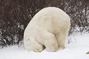 Polar Bear (Ursus maritimus) doing a somersault