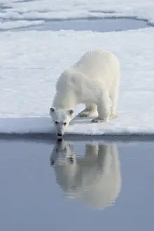 Polar Bear (Ursus maritimus) drinking