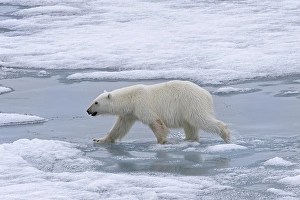 Category Scandinavia Prints: Polar bear (Ursus maritimus), female walking on pack ice