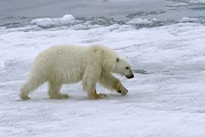 Polar bear (Ursus maritimus), female walking on pack ice
