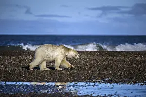 Polar Bear (Ursus maritimus) on gravel island