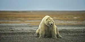Polar bear (Ursus maritimus), gravel island