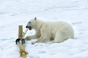 Polar bear (Ursus maritimus) inspecting and chewing the mast of the expedition ship