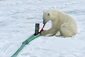 Polar bear (Ursus maritimus) inspects rope and chews on mast of expedition ship