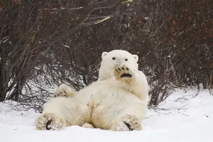 Polar Bear (Ursus maritimus) laying on its back