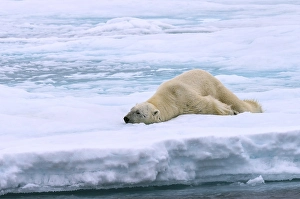 Polar bear (Ursus maritimus), male stretching on pack ice