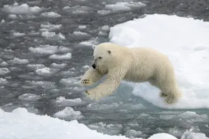 Polar Bear (Ursus maritimus) on pack ice