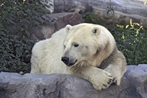 Polar bear (ursus maritimus), portrait