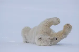 Polar bear (Ursus maritimus), rolling in the snow