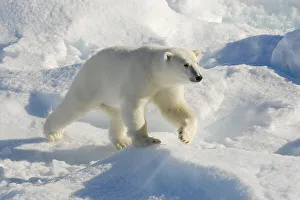 Polar bear (Ursus maritimus), Scoresbysund (Thalassarctos maritimus)