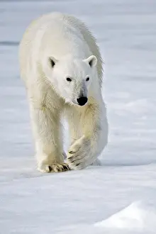 Polar bear (Ursus maritimus) Svalbard