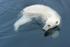 Polar bear (Ursus maritimus) swimming