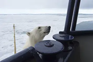 Polar bear (Ursus maritimus) trying to board the expedition ship