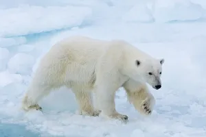 Polar bear (Ursus maritimus) walking on pack-ice