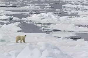 Polar bear (Ursus maritimus) walking across pack ice