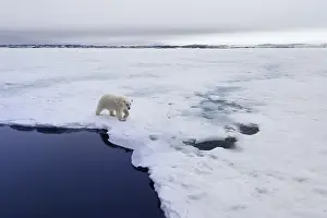 Polar bear (Ursus maritimus) walking over pack ice