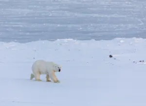 Polar Bear, Ursus maritimus, walking on the snow next to the frozen fjord Billefjorden