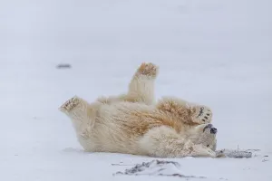 Polar bear (Ursus maritimus), young