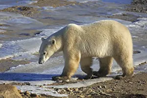 A polar bear walks along the shore of Hudson Bay
