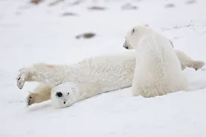 Two Polar Bears (Ursus maritimus)