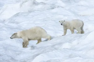 Polar Bears (Ursus maritimus), mother with a cub