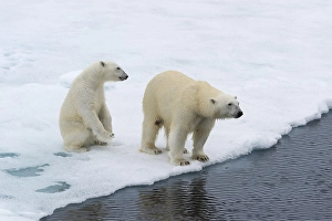 Polar bears (Ursus maritimus), mother with cub on edge of melting ice floe