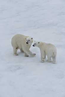 Polar bears (Ursus maritimus), mother with cub on ice floe