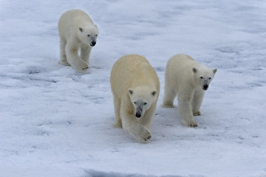 Polar bears (Ursus maritimus), mother with two cubs on ice floe