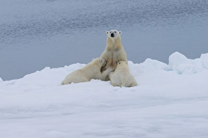 Polar bears (Ursus maritimus), mother nursing two cubs on edge of melting ice floe