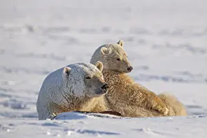 Polar bears (Ursus maritimus), polar bear mother and young in the snow