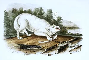 Polar wolf, white wolf or Arctic wolf (Canis lupus arctos)