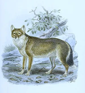 Polarwolf, Weisswolf oder Arktischer Wolf