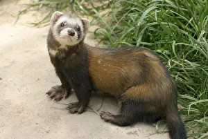 Polecat