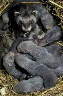 Polecat Ferret (Mustela putorius furo)