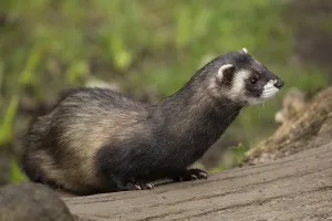 Polecat, woodland iltis (Mustela putorius)