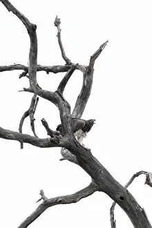 Polemaetus bellicosus, Kruger National Park