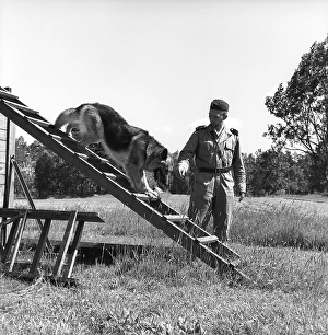 Policeman with a working dog. A policeman and his german shepherd dog on a training course. The dog is seen balancing on a ladder. Sweden 1965