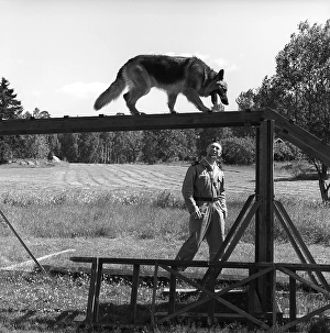 Policeman with a working dog. A policeman and his german shepherd dog on a training course. The dog is seen balancing on a ladder. Sweden 1965