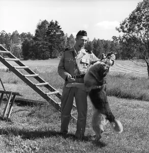 Policeman with a working dog. A policeman and his german shepherd dog on a training course and show affection to his handler. Sweden 1965