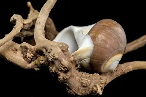 A polished brown moon snail shell with subtle cream and white spirals