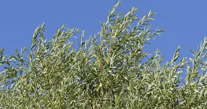 Pollard Willow (salix) alba, Wind in the Leaves