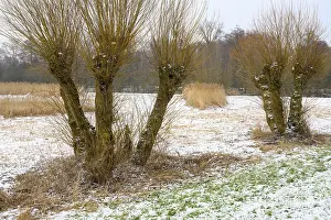 Pollarded willows in winter on the dyke of the Dummer