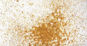 Pollen Dumplings Falling on white Background