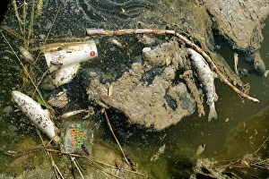 Pollution, waste and dead fishes