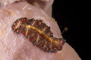 Polyclad flatworm (Pseudobiceros bedfordi), Indonesia, Southeast Asia, Asia