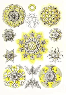 Polycyttaria, Association Rays